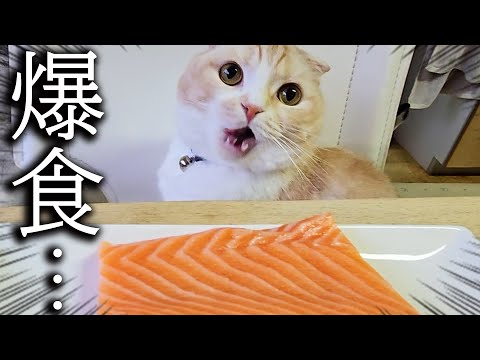 猫と犬に初めて巨大なサーモンをプレゼントしてみた結果…