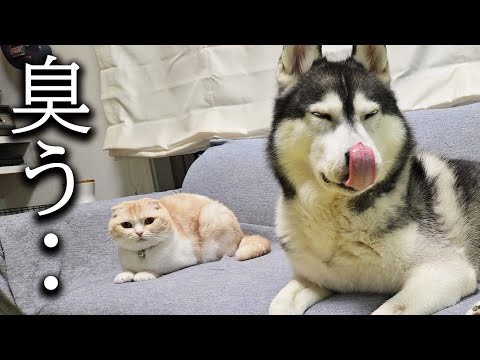 犬と猫の臭覚を騙した結果こうなった