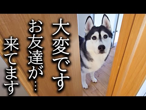 突然のお友達の訪問に大喜びの犬と猫がこちら…