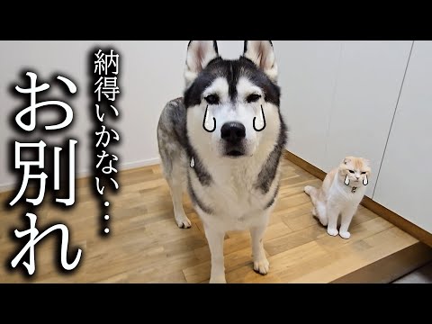 お兄ちゃんとの別れに納得いかず必死に探し回る猫と犬達がこちら