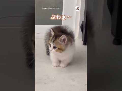 先住猫にぶわぁ〜しちゃう子猫｜PECO #マンチカン #子猫 #子猫のいる生活 #アメリカンショートヘア #munchkin #kitten #americanshorthair