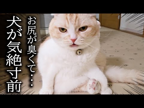 うんち直後の猫のお尻の臭いを嗅いだら気絶寸前でこうなった…