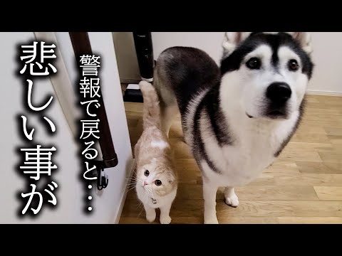 留守中に警報がなったので急いで家に引き返したら猫と犬が…