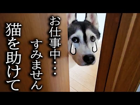 仕事中に犬がくんくん鳴くのでついて行くと猫が大変なことに…