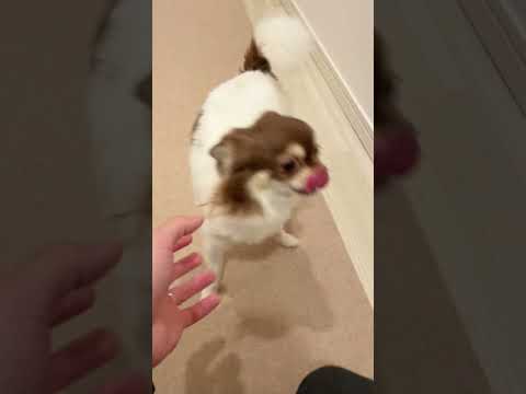 犬と猫を一緒に飼うとこうなる…