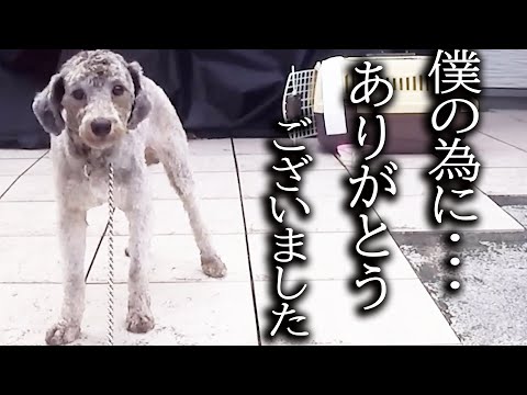 5年間一緒に暮らした保護犬に誕生会を開いたら泣いて喜んでました…