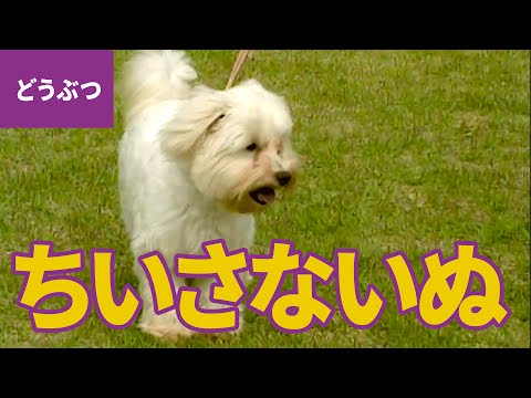 ちいさな犬、大集合！ ちいさくて、かわいいワンちゃんたち：ポメラニアン／柴犬／チワワ／ブルドッグ／トイ・プードル ほか【動物・生き物 #2】