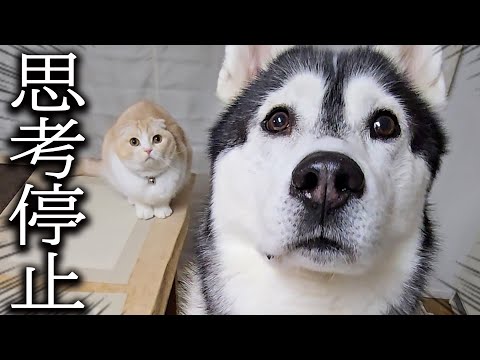 早朝に地鳴りがして家が揺れパニックになった犬と猫がこうなりました…