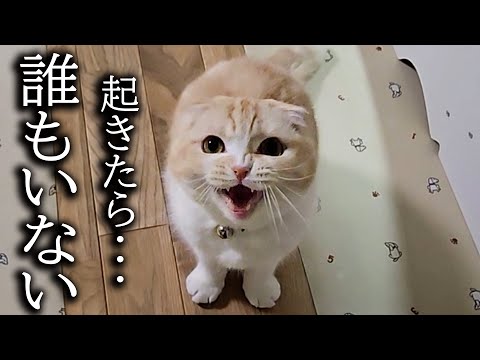 深夜に「犬がいない！」と大声で夜泣きしちゃう猫がこちらです