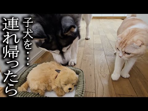 売れ残った子犬を連れ帰ったら先住猫と犬が大変なことに…