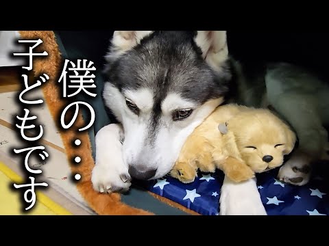 売れ残った子犬を可愛がっていたら嫉妬した猫が大変なことに…