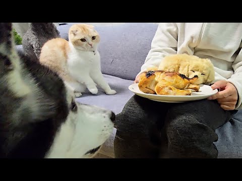 売れ残った子犬に丸焼きチキンをあげたら先住猫と犬が大変なことに