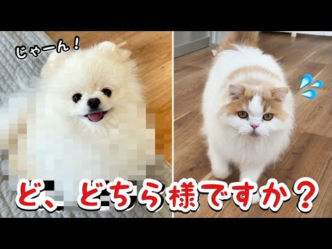 サロンに行って生まれ変わった犬に愛猫の反応がかわいすぎました