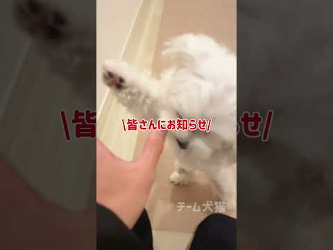 飼い主の帰宅を玄関で出待ちする猫が尊すぎた