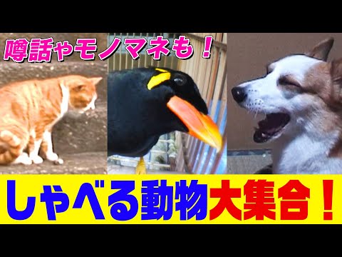 【夏休みSP】しゃべる動物大集合！モノマネや噂話や言い間違い！インコ、九官鳥からイヌ、ネコまで…この暑いときにしゃべりすぎてゴメンなさい！【どうぶつ奇想天外／WAKUWAKU】