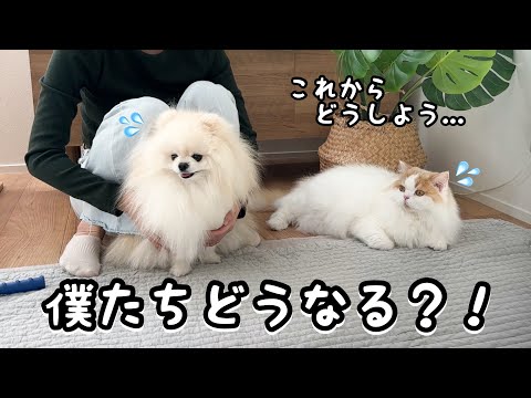 猫犬と暮らしてる独身女がとうとう猫と犬両方のアレルギーになってしまい緊急対策しました！