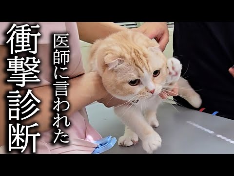 愛猫を急遽病院へ連れて行くとドクターに言われた衝撃的な言葉…