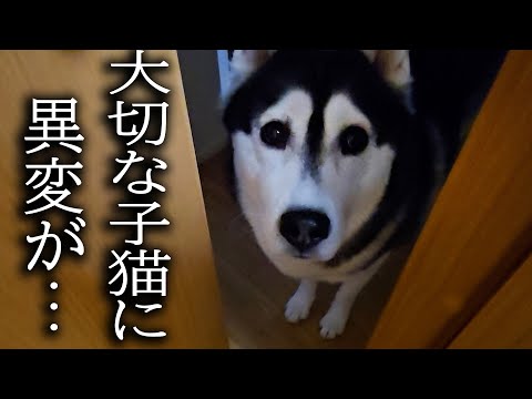 猫の異変に気づいた犬について行った結果…