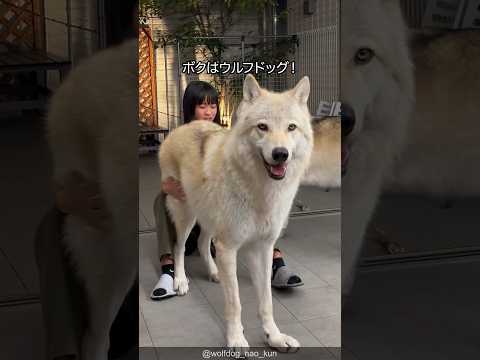 【ほぼ狼】ウルフドッグの可愛さがわかる1分解説