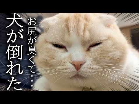 うんち直後の猫のお尻の匂いを嗅いだら強烈すぎて大変なことに…