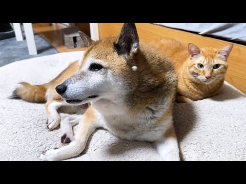 【猫たちの親代わりの犬】柴犬の一日はこうして始まります