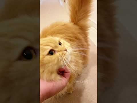 飼い主を犬みたいに走ってお出迎えする猫が可愛すぎる