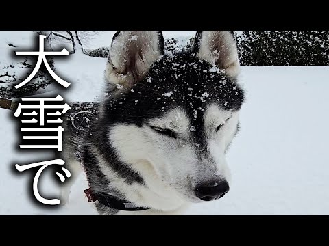 大雪に遭遇した犬が帰宅したら別人になっていた…