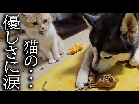 元気がない犬に猫が驚きの行動をみせました…