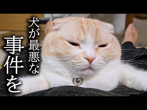 寝落ちしちゃったら猫が何かをつたえにきたのでついて行くと…