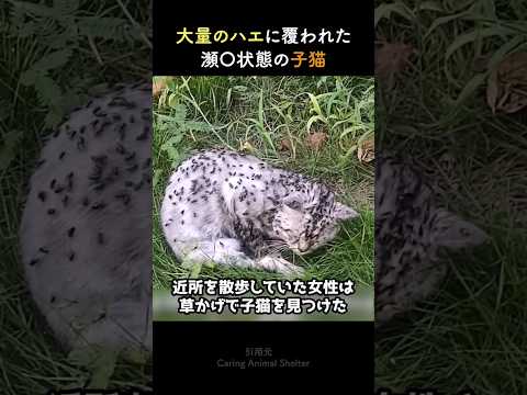 大量のハエに覆われた瀕◯状態の子猫