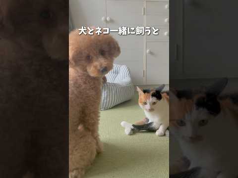 犬とネコを一緒に飼うと…こうなります　#犬と猫 #保護犬 #保護猫