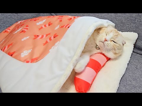 猫にお布団をプレゼントしたら秒でこうなった…