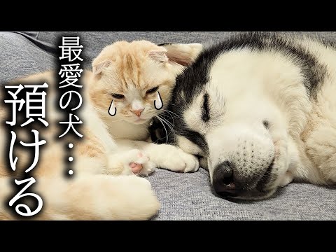 こっそり犬を預けたら気づいた猫と犬が大泣きして大変なことに…