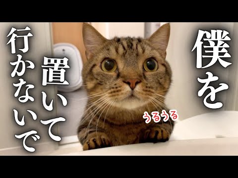 【今までありがとう】愛猫たちと離れて暮らすことになりました…