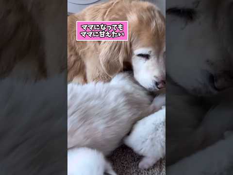 犬さんと猫さんの動画見て笑ったら寝ろwwwww#pets #ゆっくり解説