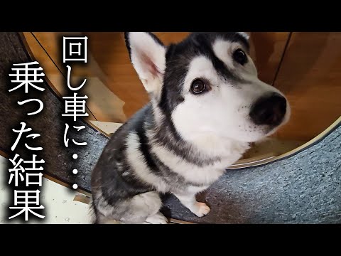 猫が本気で犬に回し車を教えた結果こうなった…