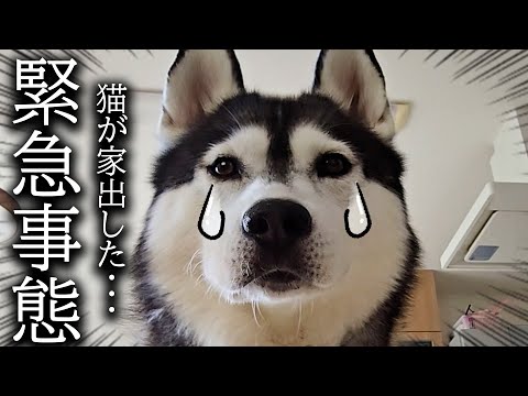 散歩から帰宅すると猫が家出したと思い泣いて必死に探す犬がこちら…