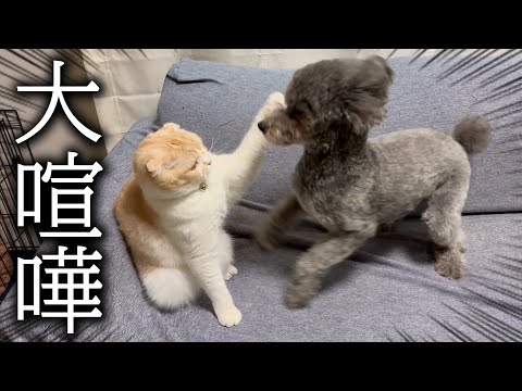 深夜に帰宅すると犬と猫が喧嘩して大変なことに…