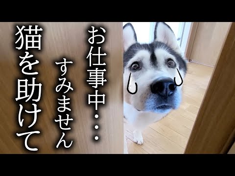 ハスキー犬がくんくん鳴くのでついて行くと猫が大変なことに…