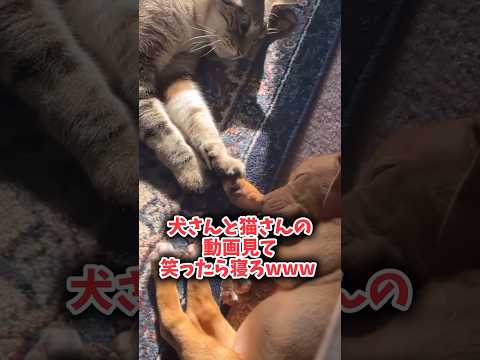 犬さんと猫さんの動画見て笑ったら寝ろwwwww #ゆっくり #pets