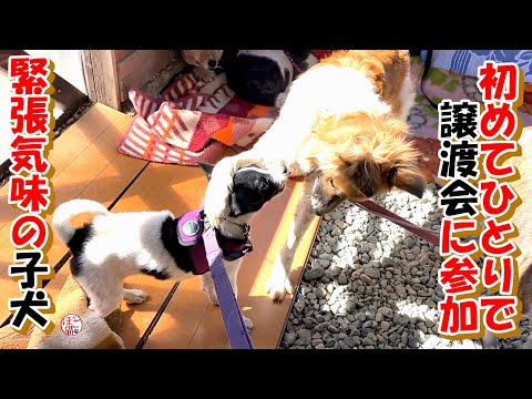 【野犬　保護犬　保護猫】初めてひとりで譲渡会に参加した子犬＆元繁殖猫