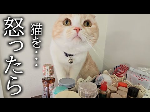 猫を怒ったら犬を連れて文句言いにきた…