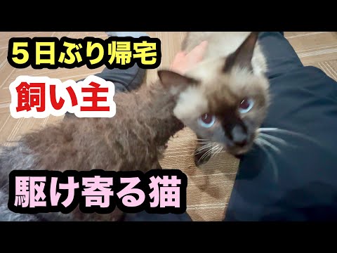 ５日ぶりに帰宅した飼い主に泣きながら駆け寄る犬のような猫が可愛過ぎる