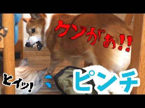 同居犬を襲撃してピンチになる愛猫がかわいい