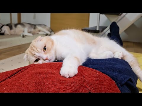 猫と犬と一緒にこたつに入るとかわいい現象が起きる…