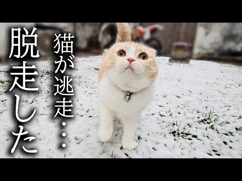 猫が雪の中脱走して追いかけて確保した瞬間…