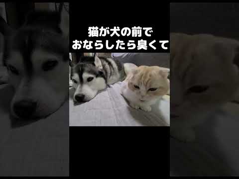 猫が犬の前で臭いおならをしたらこうなりました…#shorts