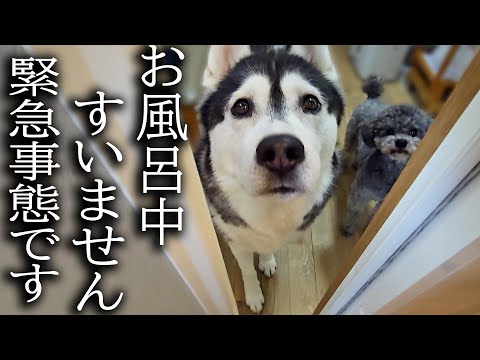 お風呂に入ってると犬が猫の異変に気づき知らせにきたのでついて行くと…