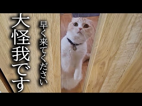 朝から猫が何かを訴えてくるのでついて行ったら…