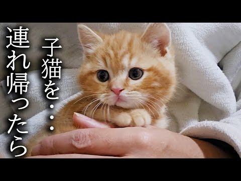 【ご報告】売れ残った子猫を連れ帰ったら先住猫と犬が大変なことに…